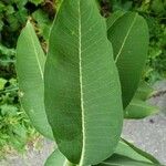 Asclepias syriaca Blatt