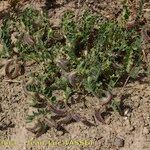 Astragalus longidentatus Hábito