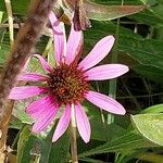 Echinacea pallida Flor