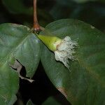 Syzygium coarctatum Flower