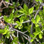 Forestiera pubescens Habitat