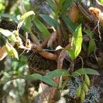 Coelogyne ovalis Hábito