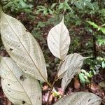 Ocotea argyrophylla Листок