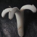 Gaertnera vaginata Çiçek