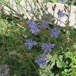 Cichorium intybusFlower