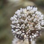 Allium atroviolaceum Flower