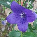 Platycodon grandiflorus Flower