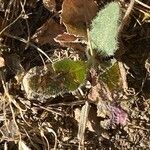 Leontodon saxatilis Leaf