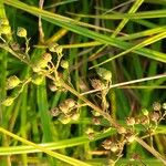 Scrophularia oblongifolia Frukt