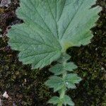 Geum pyrenaicum Blatt