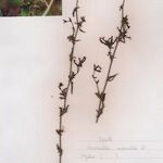 Plumbago europaea Otro