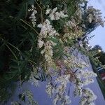 Sorbaria sorbifolia Flors