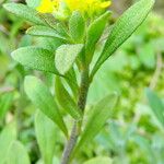 Alyssum alyssoides फूल