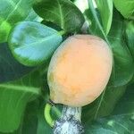 Garcinia livingstonei 果實