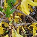 Forsythia intermedia Ŝelo