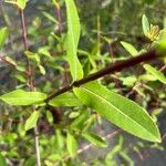 Salix amplexicaulis 葉