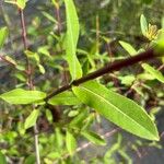 Salix amplexicaulis Frunză