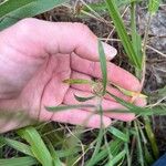 Croptilon divaricatum Leaf