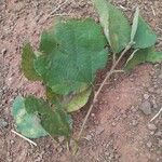 Cordia monoica Feuille