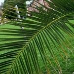 Phoenix canariensis Folha