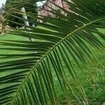 Phoenix canariensis برگ