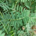 Vicia cassubica Deilen