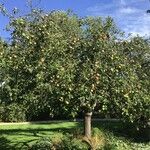 Malus pumila Hábitos