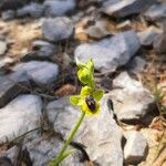 Ophrys lutea Kvet