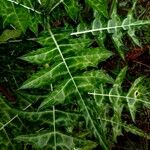 Acanthus montanus Leaf