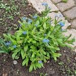 Myosotis alpestris Облик