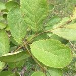 Ehretia amoena Hoja