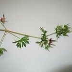 Geranium dissectum ഇല