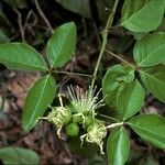 Crateva religiosa Flor