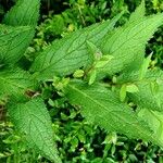 Campanula lactiflora Leaf