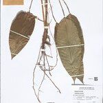 Ischnosiphon puberulus Hoja