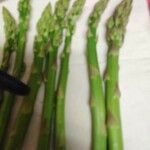 Asparagus acutifolius List