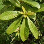 Xanthostemon pubescens Feuille