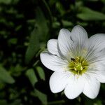 Cerastium gibraltaricum Květ