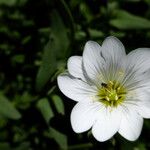 Cerastium gibraltaricum Blüte