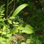 Veratrum nigrum Leaf