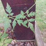 Cardiospermum halicacabum Leaf