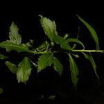 Scoparia dulcis List