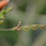 Aeschynomene villosa Fruit