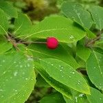 Ilex mucronata Fruit