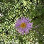 Machaeranthera tanacetifolia Flor