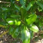 Vochysia venezuelana Hoja