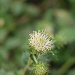Berkheya bipinnatifida Blüte