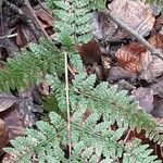 Dryopteris intermedia Hoja