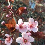 Prunus cerasifera Virág