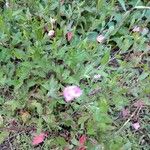 Oenothera roseaফুল